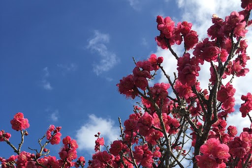 森と湖畔の梅